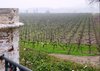 Concha y Toro