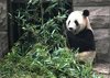 Zoológico de  Beijing