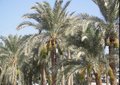 El Cairo - Palmas de Dátiles