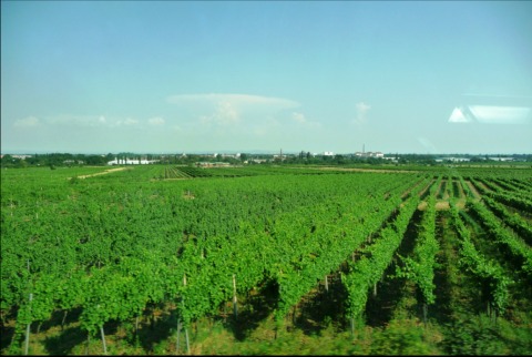 Viñedos: La uva que es propia de la región es grüner veltliner.