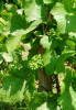 Variedad de la uva Ryzlink rýnský (Riesling).