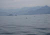 Bahía Sepetiba, fuimos trstigos de ver algunos delfines negros.